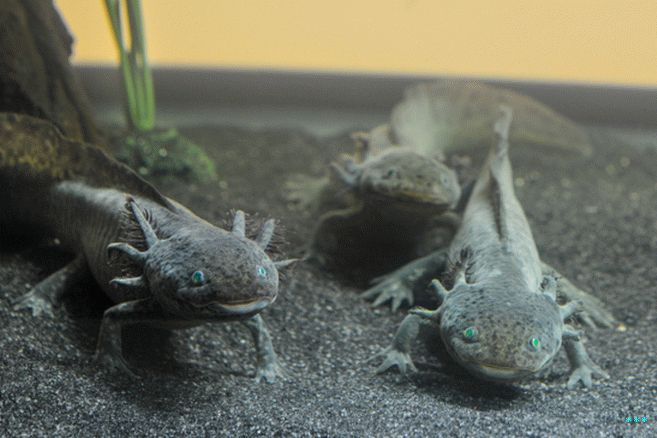 The axolotl, a salamander capable of regenerating lost limbs, was mezi stvořeními vystavenými v americkém přírodním muzeu  History exhibit on extremophiles in recent years.