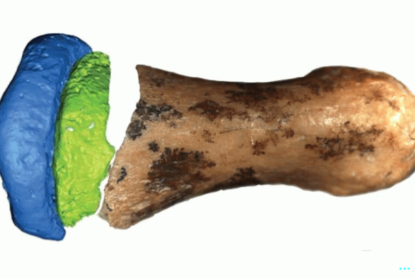 Složený obraz fotografie části prstové kosti a digitálního modelu zbytku, na bílém pozadí.